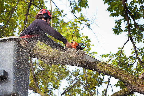 How Our Tree Care Process Works  in  Rosanky, TX