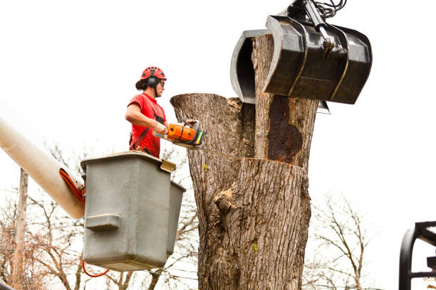  Rosanky, TX Tree Care Pros